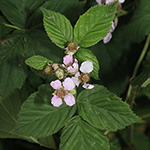 Rubus calvus - Kahlköpfige Haselblattbrombeere