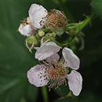 Rubus calvus - Kahlköpfige Haselblattbrombeere