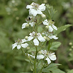 Rubus canescens - Filz-Brombeere