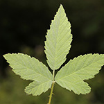 Rubus canescens - Filz-Brombeere