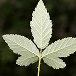 Rubus canescens - Filz-Brombeere