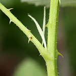 Rubus canescens - Filz-Brombeere