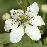 Rubus canescens - Filz-Brombeere