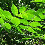 Rubus cockburnianus - Tangutische Himbeere