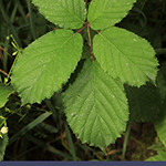 Rubus elegantispinosus - Schlankstachlige Brombeere