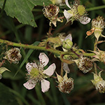 Rubus elegantispinosus - Schlankstachlige Brombeere