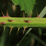 Rubus elegantispinosus - Schlankstachlige Brombeere