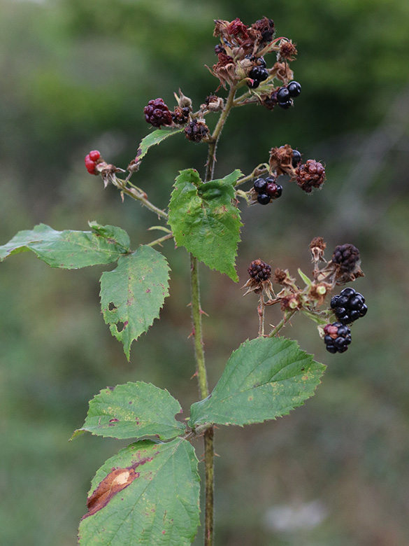 Rubus favonii