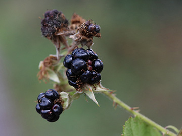 Rubus favonii