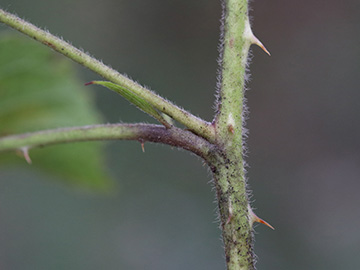 Rubus favonii