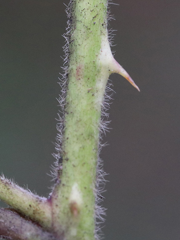Rubus favonii
