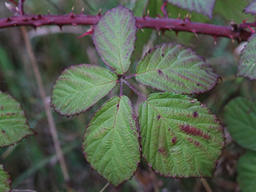 Rubus favonii