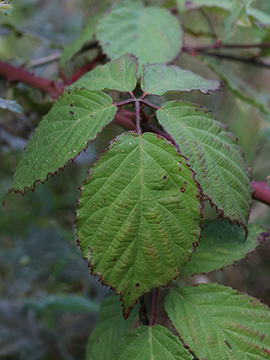 Rubus favonii