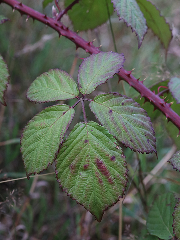 Rubus favonii