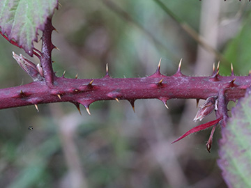 Rubus favonii