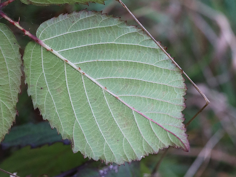 Rubus favonii