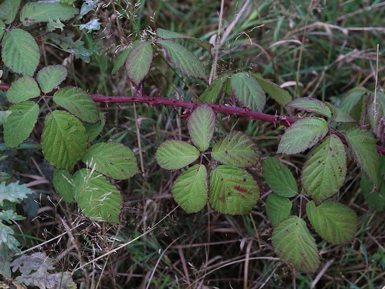 Rubus favonii