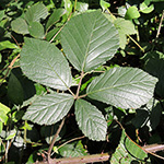 Rubus foliosus - Blattreiche Brombeere