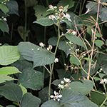 Rubus foliosus - Blattreiche Brombeere