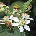 Rubus foliosus - Blattreiche Brombeere