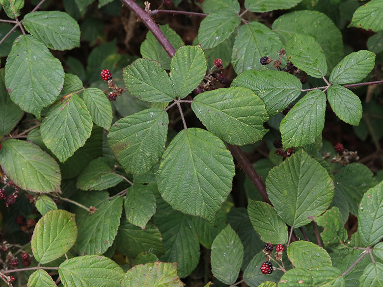 Rubus foliosus