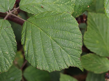 Rubus foliosus