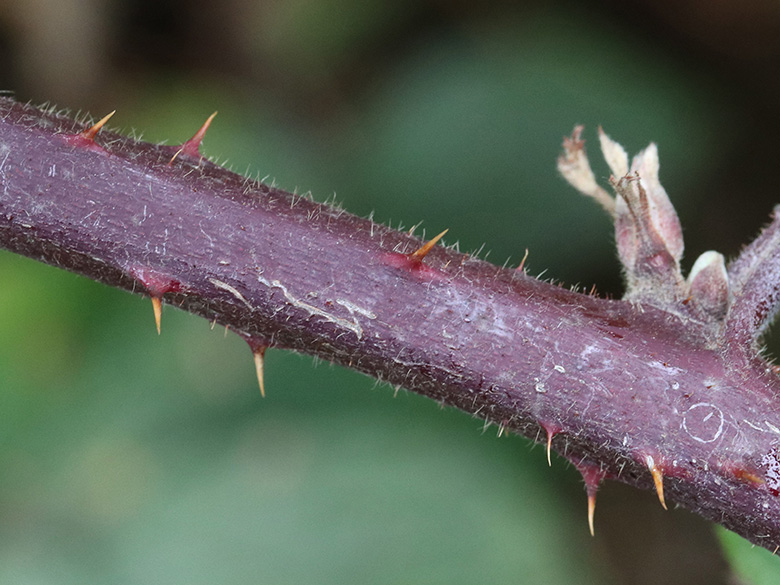 Rubus foliosus