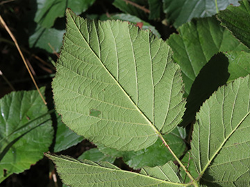 Rubus foliosus