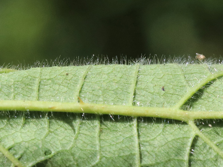 Rubus foliosus