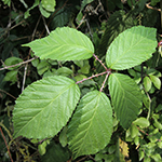 Rubus geniculatus - Gekniete Brombeere