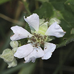 Rubus geniculatus - Gekniete Brombeere