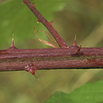 Rubus grabowski - Grabowskis Brombeere