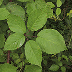 Rubus grabowski - Grabowskis Brombeere