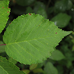 Rubus grabowski - Grabowskis Brombeere