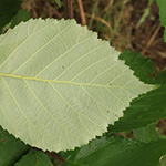 Rubus grabowski - Grabowskis Brombeere