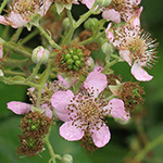 Rubus grabowski - Grabowskis Brombeere