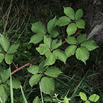 Rubus gratus - Angenehme Brombeere