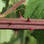Rubus gratus - Angenehme Brombeere