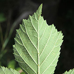 Rubus gratus - Angenehme Brombeere