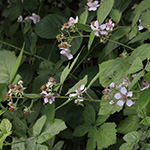 Rubus gratus - Angenehme Brombeere