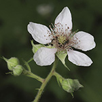 Rubus gratus - Angenehme Brombeere
