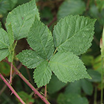 Rubus hadracanthos - Dickstachlige Haselblatt-Brombeere