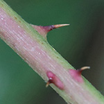 Rubus hadracanthos - Dickstachlige Haselblatt-Brombeere