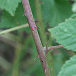 Rubus hadracanthos - Dickstachlige Haselblatt-Brombeere