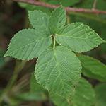 Rubus hadracanthos - Dickstachlige Haselblatt-Brombeere
