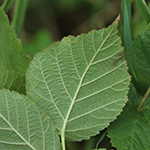 Rubus hadracanthos - Dickstachlige Haselblatt-Brombeere