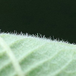 Rubus hadracanthos - Dickstachlige Haselblatt-Brombeere