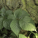 Rubus helgae - Helga-Nadolni-Haselblattbrombeere