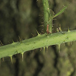 Rubus helgae - Helga-Nadolni-Haselblattbrombeere
