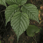 Rubus helgae - Helga-Nadolni-Haselblattbrombeere